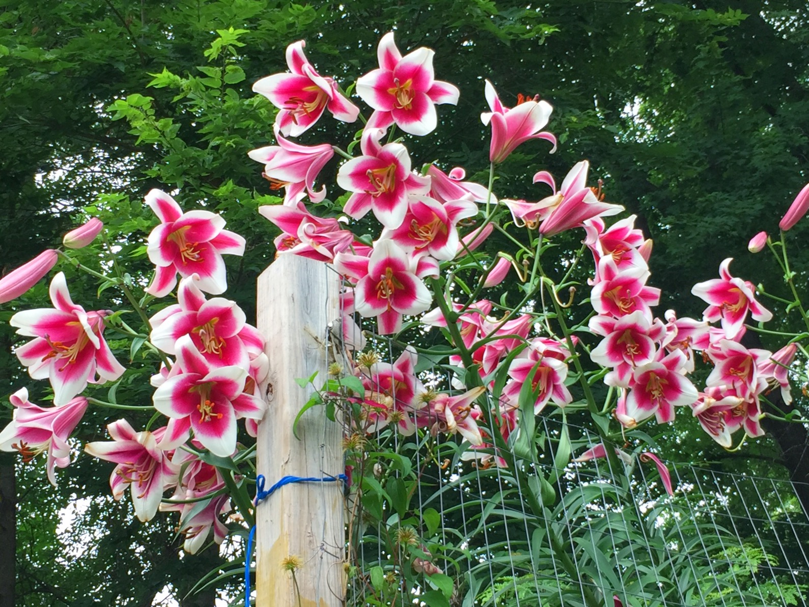 Dahlias, echinacea, and shasta daisies in full bloom