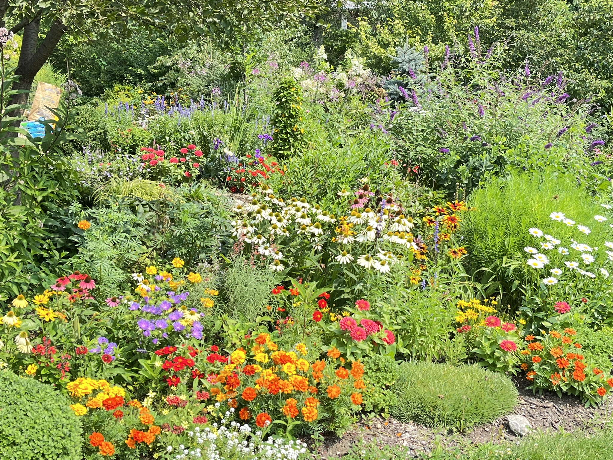 Vibrant dahlia border with salvia and summer annuals