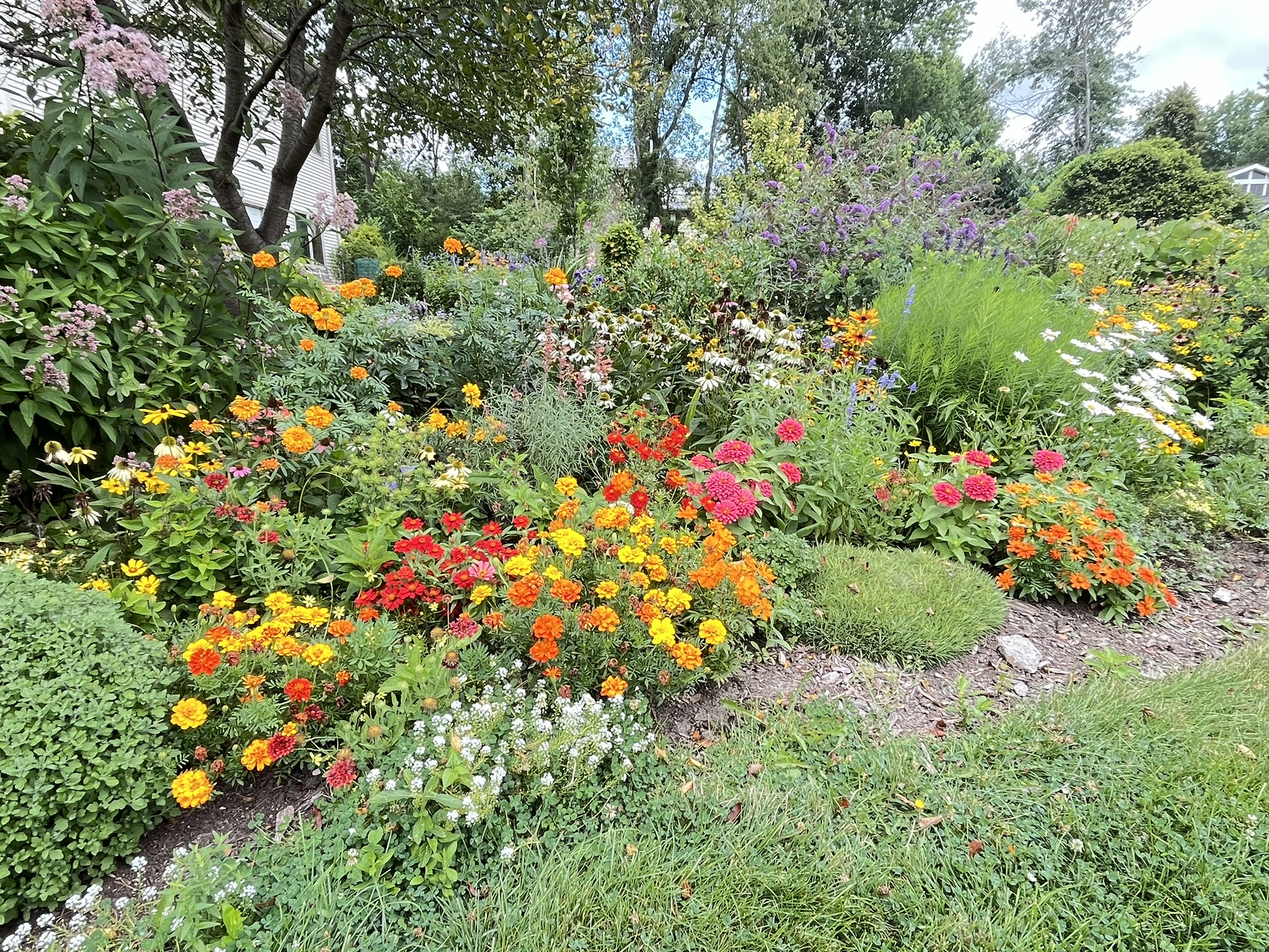 Black-eyed Susans and mixed wildflowers