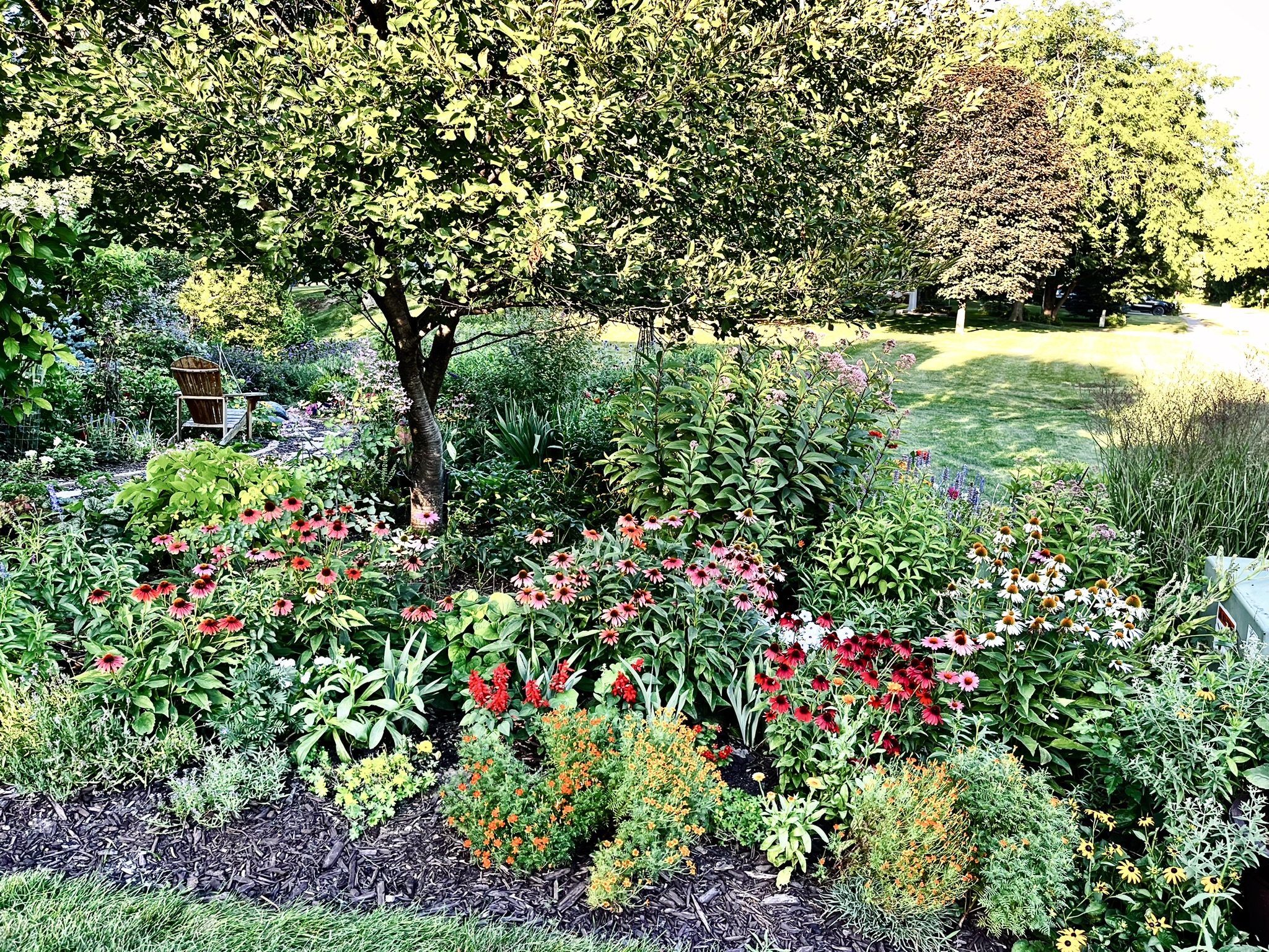Peonies and iris spring garden
