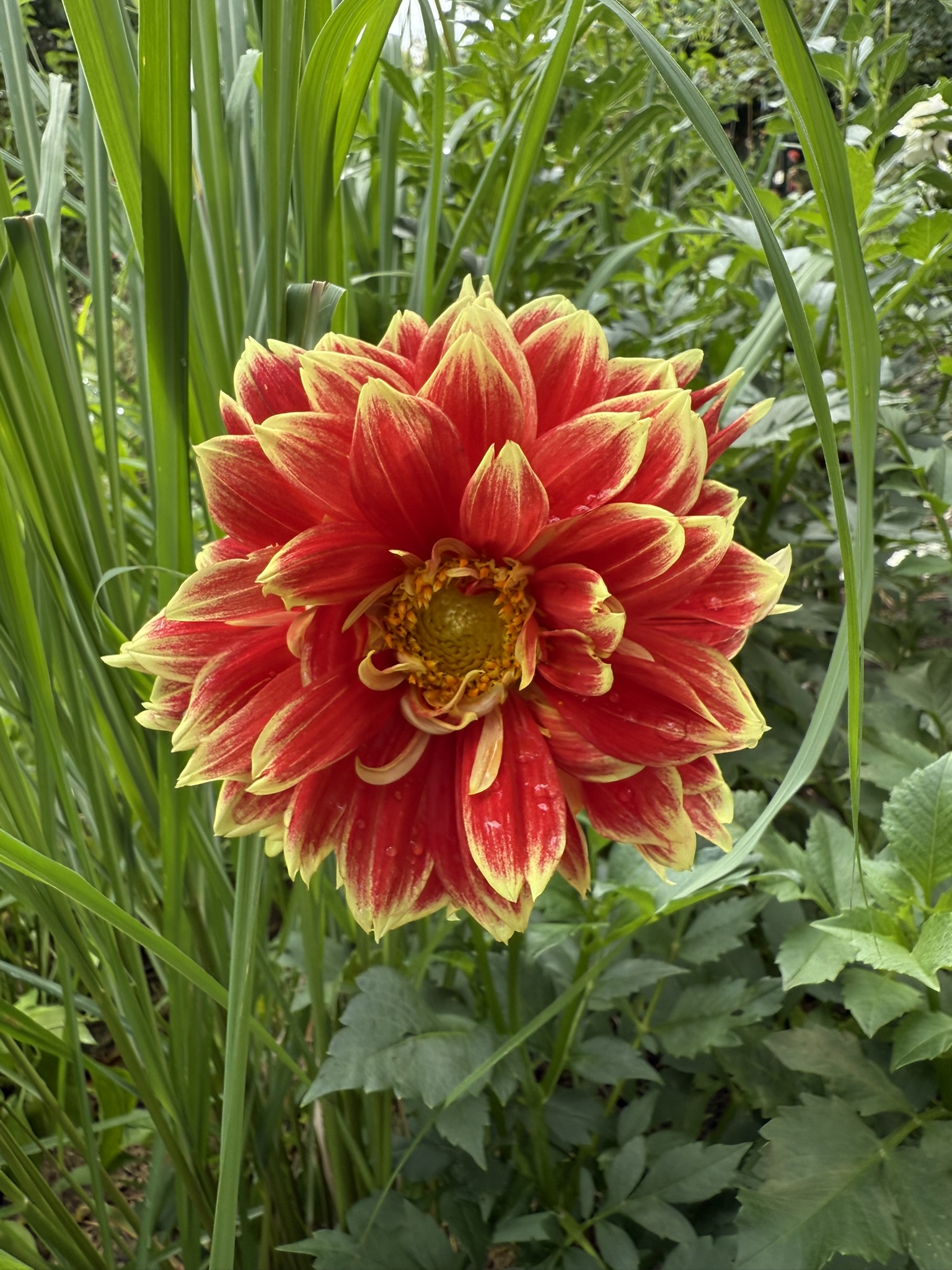 Wide garden view with mature trees and mixed beds