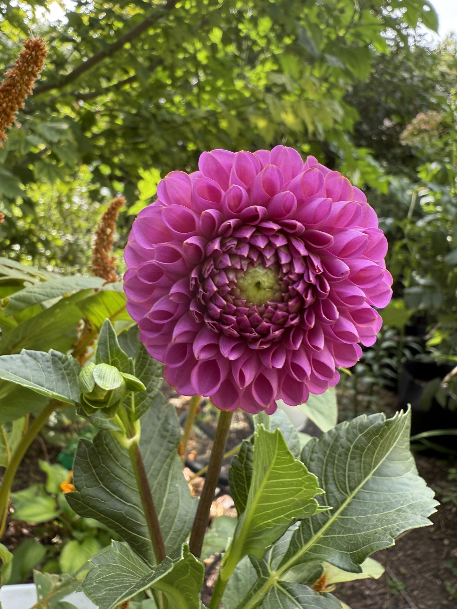 Colorful annual bed with ornamental grasses
